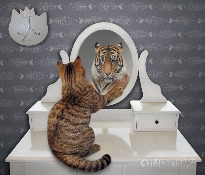 猫在家里看着镜子里他滑稽的倒影.它在那里看到一只老虎.