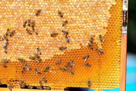 蜜蜂在蜂房中的蜂房选择性聚焦复制空间