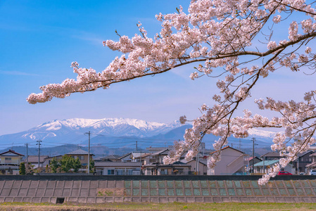 日本宫城县仙台遗址公园松川小泉樱花樱花带雪，背景是茂冈市石河畔的赵山