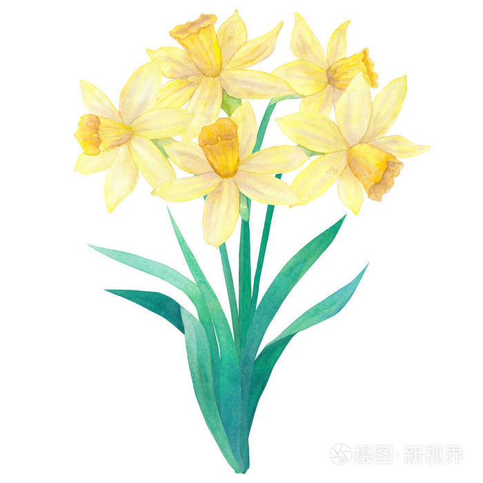 春天的花束, 明亮的黄色水仙花或水仙花和叶子.五朵花