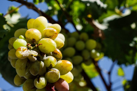 一串成熟的白葡萄酒葡萄挂在葡萄树上，阳光下
