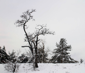 寒冷的傍晚，松树上覆盖着雪。美丽的冬季森林景观