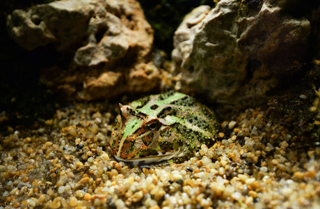 绿色有角蛙有角蛙躲在洞中的岩石上，砾石上，阿根廷有角蛙