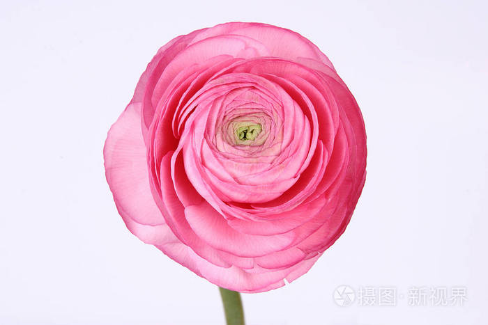 白色背景的粉红色海葵花