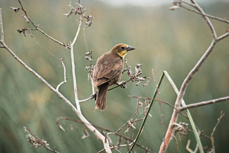 一只雌黄头黑鸟栖息在树枝上