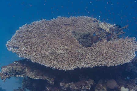 表珊瑚礁在埃及达哈布附近的红海