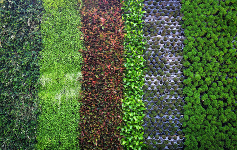 绿色植物背景图案墙植物纹理背景绿叶各种背景美丽的自然绿色墙植物丰富多彩
