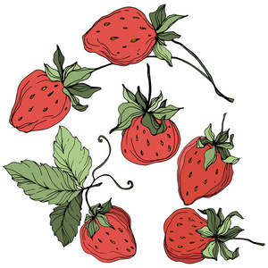 向量草莓果。绿叶。红色和绿色雕刻水墨艺术。被隔绝的草莓例证元素