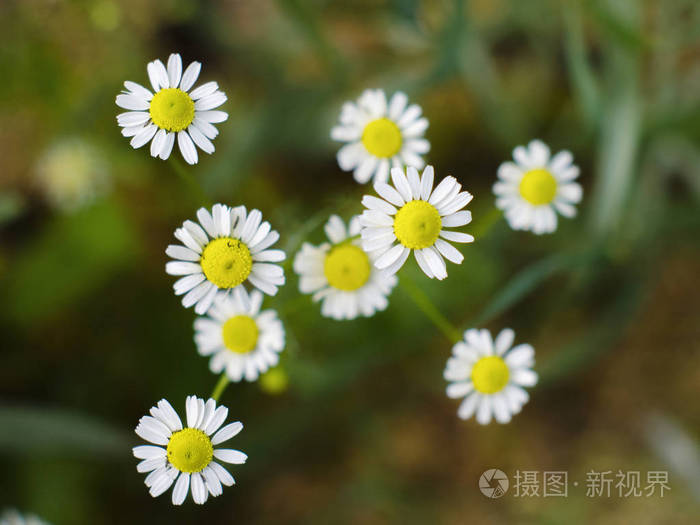 几朵美丽的雏菊花和白色