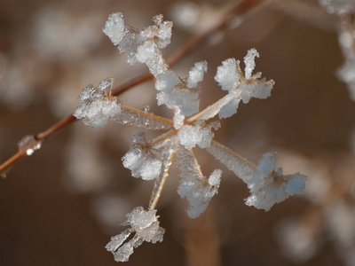 雪天的冰冻植物