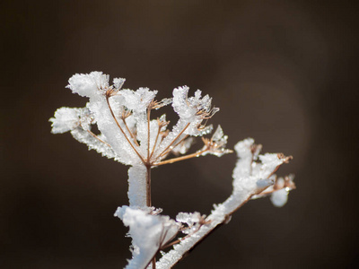 雪天的冰冻植物