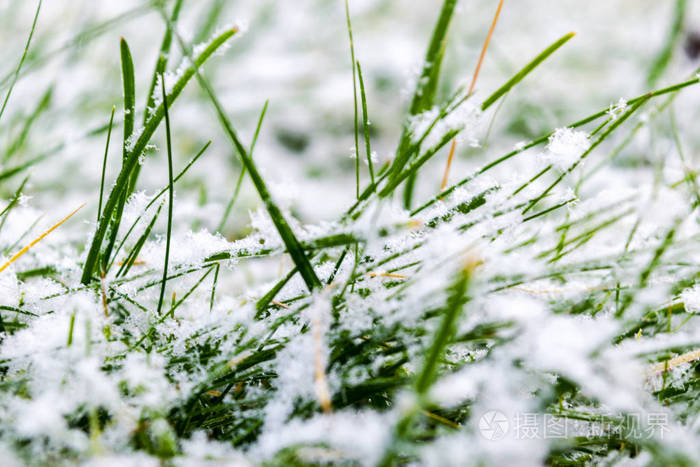 雪下的绿草覆盖着雪的草白雪和绿草的背景覆盖着雪的草地上的草冬天