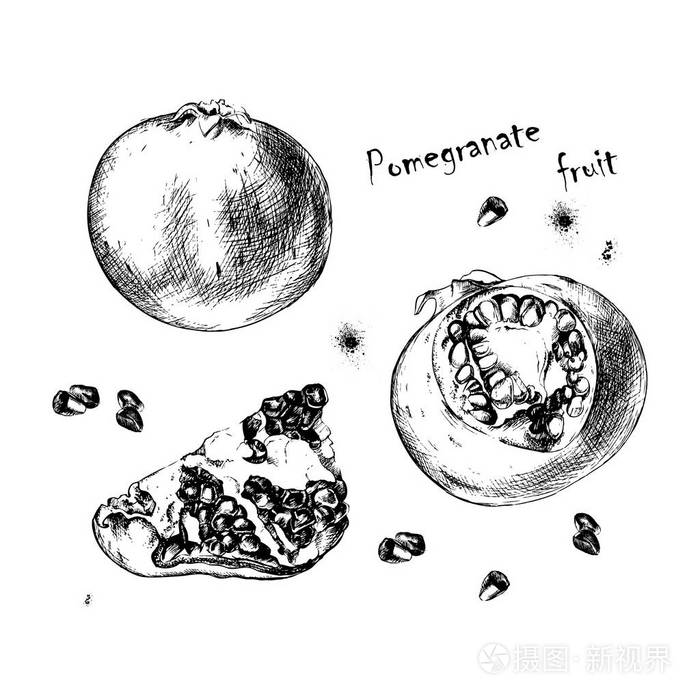 石榴果实的矢量素描设计
