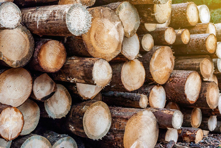 刚切好的松木原木堆在森林里。伐木砍伐森林环境问题