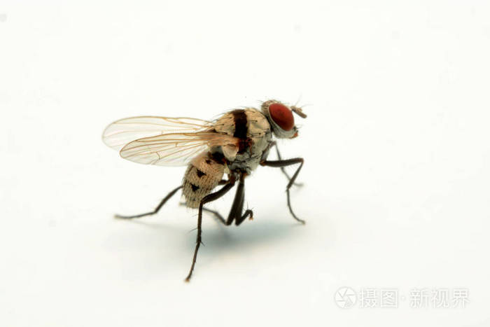 一张在白色背景上孤立的大苍蝇照片