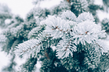 冬霜圣诞树的背景。 冰盖蓝色云杉树枝关闭。 杉树的弗罗森枝，覆盖着积雪的复制空间。 选择性聚焦