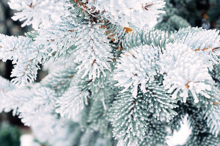 冬霜圣诞树的背景。 冰盖蓝色云杉树枝关闭。 杉树的弗罗森枝，覆盖着积雪的复制空间。 选择性聚焦