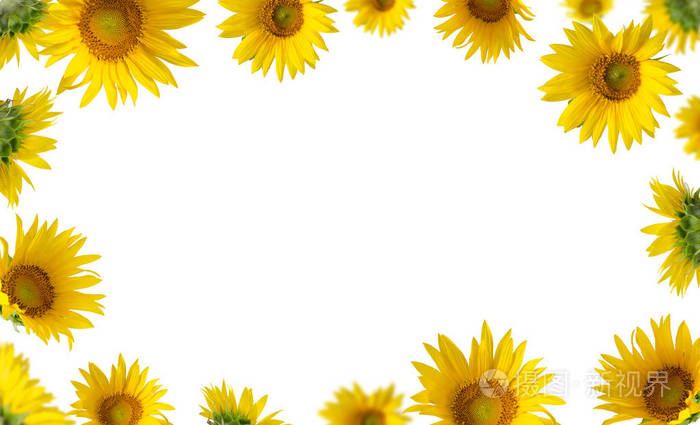 白色背景上的向日葵.花卉边框