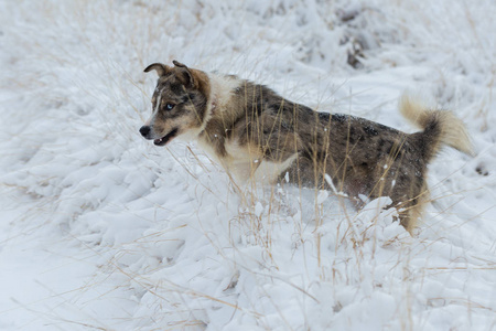 冬天，狗在雪地里玩耍，在阳光明媚的冬天，宠物的美丽肖像画