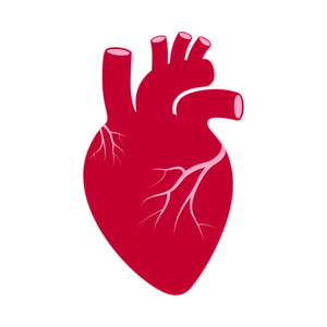 签署心脏。 人体器官象征心脏。 白色背景上的孤立图标心脏。 矢量插图