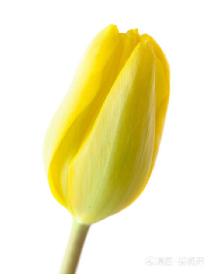 白色背景下分离的单瓣郁金香花