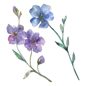 蓝色和紫色亚麻花卉植物花卉。 野生春叶野花隔离。 水彩背景插图集。 水彩画时尚服装。 孤立的亚麻插图元素。