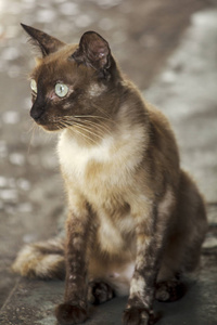 坐在地板上看着的棕色猫