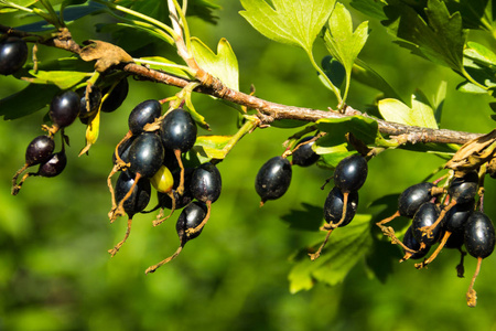 成熟的黑色醋栗浆果在灌木特写