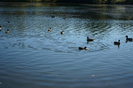 在池塘里吃鸭子