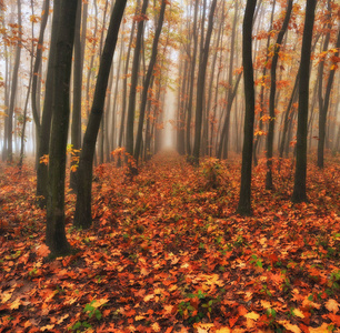 秋天的森林。 雾蒙蒙的早晨在仙女森林里。 如画的早晨