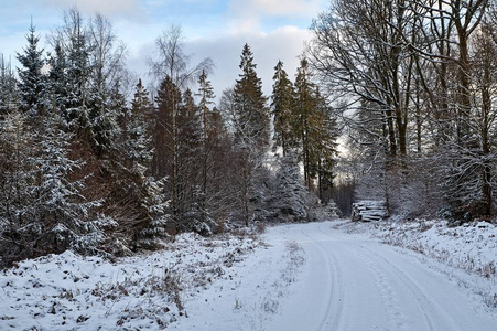 白雪覆盖着白色的冬天树木，背景是路要走了。