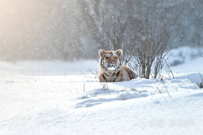 老虎在其天然的泰加环境中,冬天.暴风雪中的大猫.