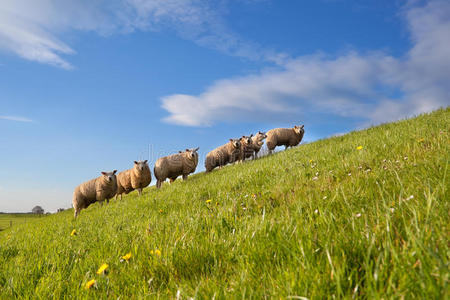 荷兰 吃草 自然 阳光 草地 放牧 农田 天空 牧场 农场