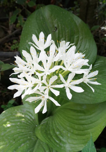 布里斯班百合花在自然花园