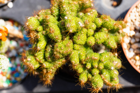 关闭仙人掌纹理细节