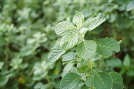 自然花园中的AervaLanata植物