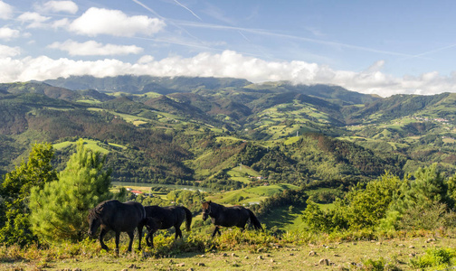西班牙巴斯克地区山区的马在阴天
