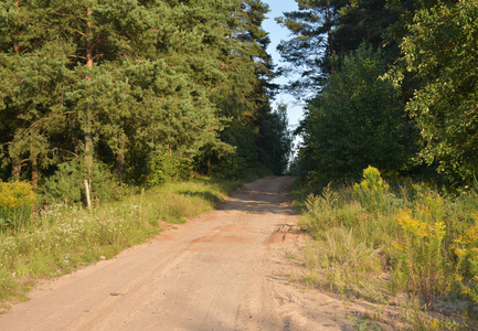 森林中的背景乡村道路