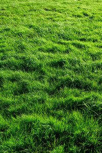 绿草背景草甸