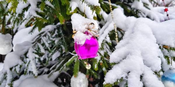 一棵白雪皑皑的新年树上的圣诞树装饰，冬天的乡村花园里有绿色的针，在寒冷的喜庆日子里