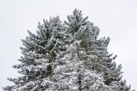 冬天的蓝天背景上有雪的树枝。