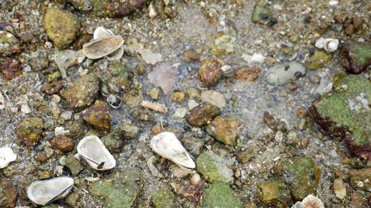 纹理, 特写镜头, 海底与海生生物在低潮