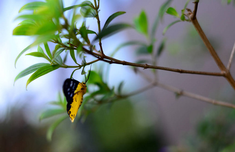 亚洲黄色和黑色的蝴蝶