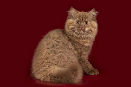 一只毛茸茸的英国猫，在一个与世隔绝的背景下