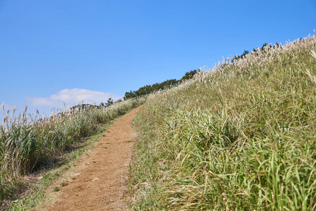 在韩国济州岛秋天，通往充满火焰草山的土路