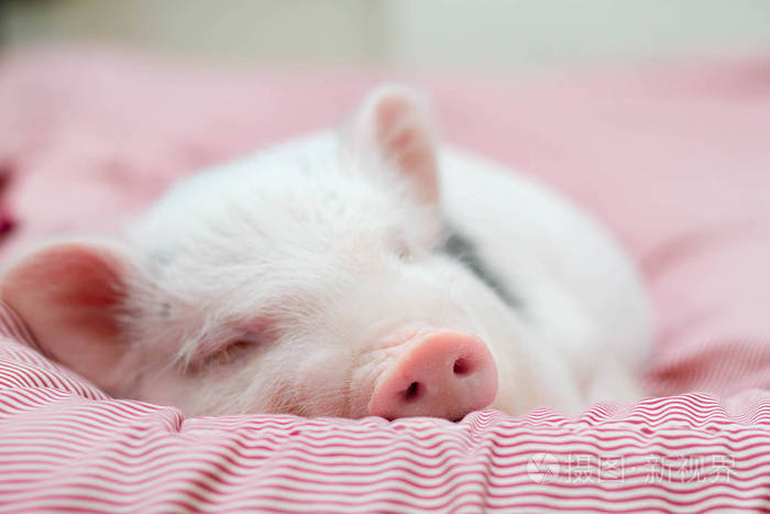 可爱的猪睡在条纹毯子上.圣诞猪