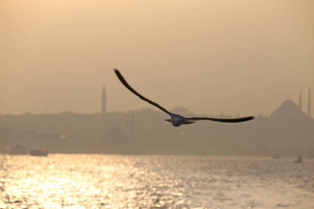 伊斯坦布尔和海鸟清真寺和土耳其城的日落日