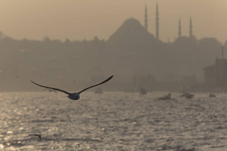 伊斯坦布尔和海鸟清真寺和土耳其城的日落日