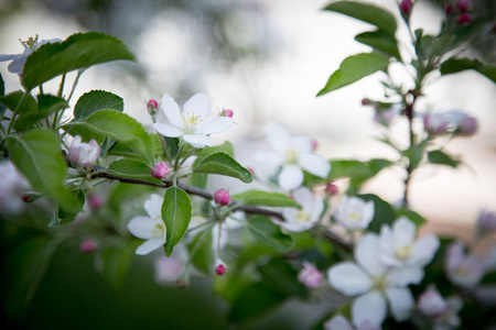 特写苹果花白花和蓝天春天的背景。