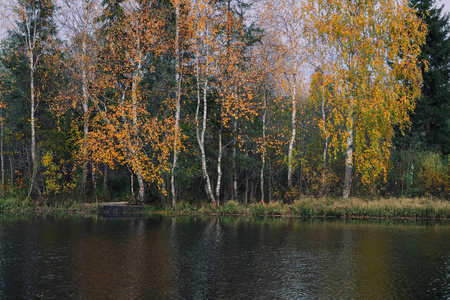 湖边秋林中的桦树